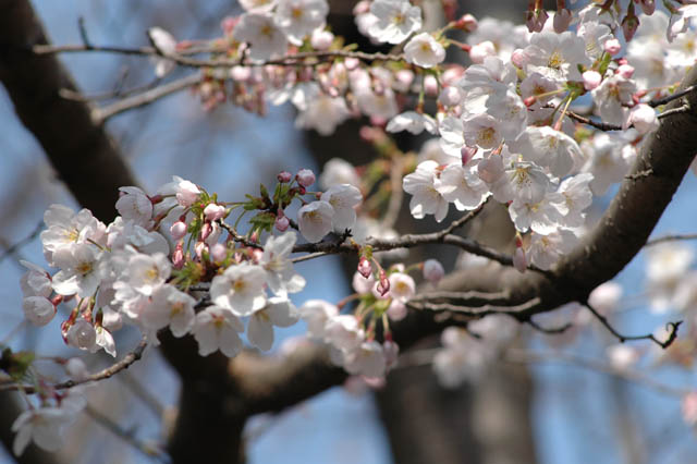 640玉川上水の桜アップ2