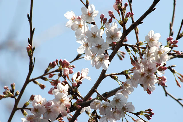 640玉川上水の桜アップ3