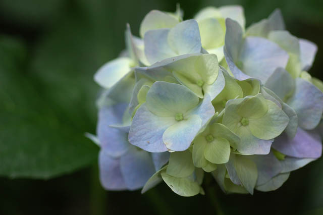 640ブルーの紫陽花