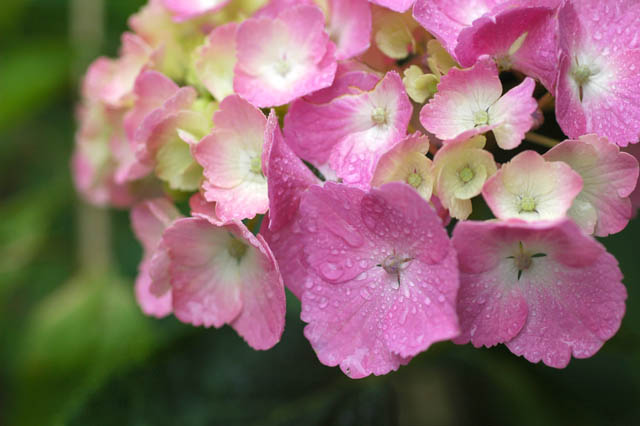 640色づき始めた紫陽花3