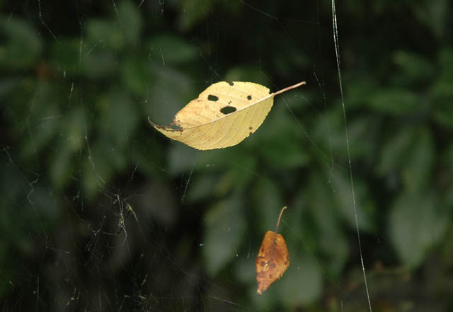 640ジョロウグモの巣のハロウイン